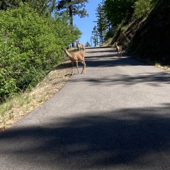 The Outdoor Experience - Biking with a deer - Bikes Near Me - Sandpoint, Idaho The Outdoor Experience - Biking with a deer - Bikes Near Me - Sandpoint, Idaho