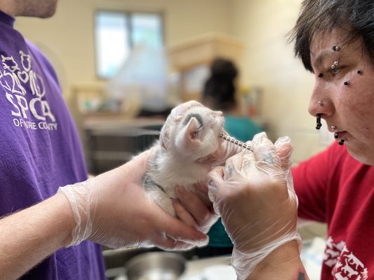 SPCA of Wake County by null