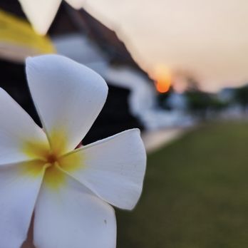 Leelawadee Thai Spa - Leelawadee Flower
#Thailand #ThaiMassage - Massage Near Me - Vancouver, British Columbia Leelawadee Thai Spa - Leelawadee Flower
#Thailand #ThaiMassage - Massage Near Me - Vancouver, British Columbia