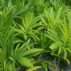 Carmakal Nursery
