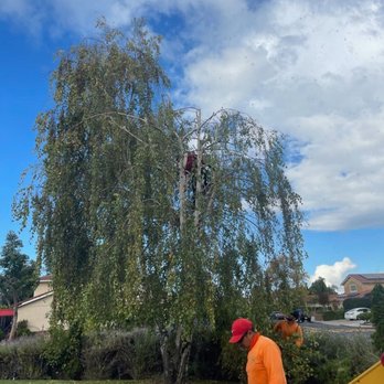 Hernandez Tree Service - Tree Services Near Me - Castro Valley, California