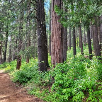 Sly Park Recreation Area - Hiking Near Me - Pollock Pines, California Sly Park Recreation Area - Hiking Near Me - Pollock Pines, California