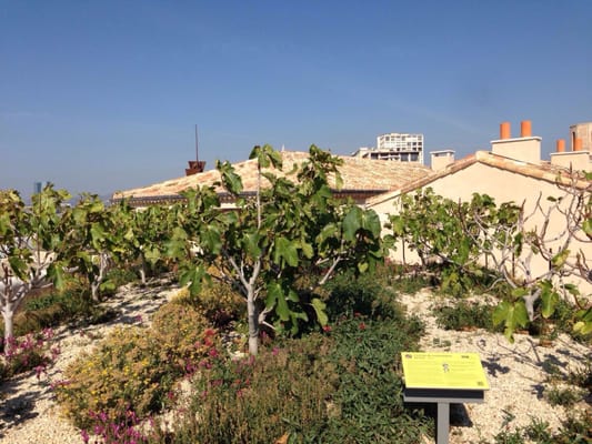 Fort Saint-Jean by null