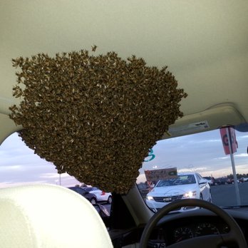 The Beehive Bee and Wasp Removal - Bees in a car - Pest Control Near Me - Gilbert, Arizona The Beehive Bee and Wasp Removal - Bees in a car - Pest Control Near Me - Gilbert, Arizona