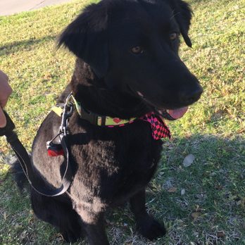 Lakeside Pet Spa - Pet Groomers Near Me - Plano, Texas Lakeside Pet Spa - Pet Groomers Near Me - Plano, Texas