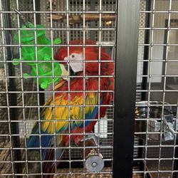 Caged mccaw losing feathers due to bad conditions
