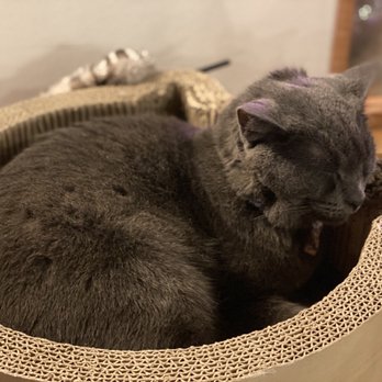 NEKO: A Cat Cafe - Themed Cafes Near Me - Seattle, Washington NEKO: A Cat Cafe - Themed Cafes Near Me - Seattle, Washington