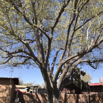 American Tree Services - Tree Services Near Me