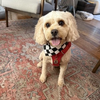 Fresh Paws Pet Grooming and Dog Daycare - Pet Groomers Near Me - Studio City, California