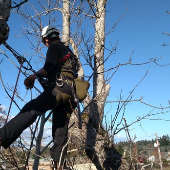 Cascade Tree Experts - Tree Services Near Me