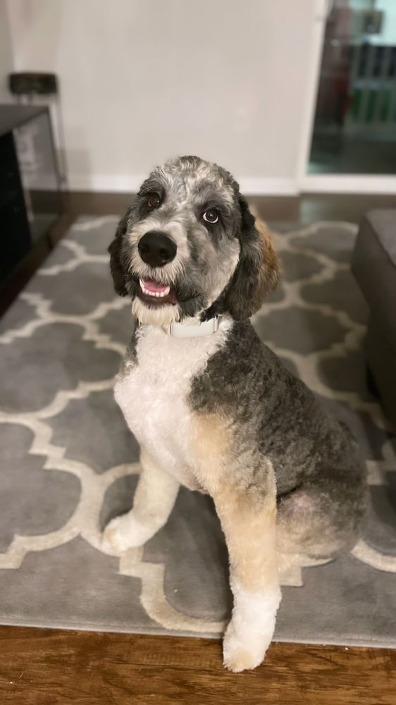 GRANNIES GROOMING SALON 28 Photos 1044 Torpedo Way, Virginia Beach