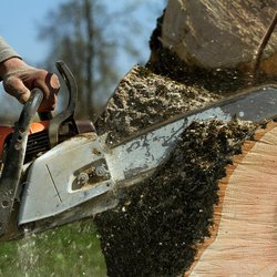 Bear Tree Service