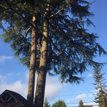 Seattle Tree Care - AFTER: STC carefully pruned and shaped the tree such that it is now healthier and lets in way more light. Thanks STC! - Tree Services Near Me - Seattle, Washington Seattle Tree Care - AFTER: STC carefully pruned and shaped the tree such that it is now healthier and lets in way more light. Thanks STC! - Tree Services Near Me - Seattle, Washington