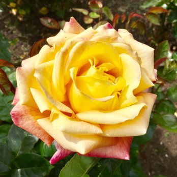 Rose Garden - Parks Near Me - San Francisco, California Rose Garden - Parks Near Me - San Francisco, California