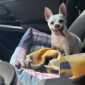 VEG ER for Pets - My baby boy.  17 years young. - Emergency Pet Hospital Near Me - Stevenson Ranch, California