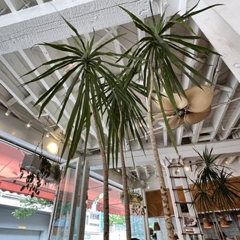 The Butchers Daughter - Airy dining area - Juice Bars & Smoothies Near Me - Brooklyn, New York The Butchers Daughter - Airy dining area - Juice Bars & Smoothies Near Me - Brooklyn, New York