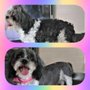Photo of Starr dog groomer