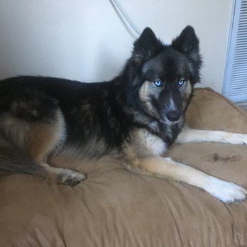 Lucky Hounds Dog Boarding - Resting on a comfy bed. - Pet Sitting Near Me - Colfax, California Lucky Hounds Dog Boarding - Resting on a comfy bed. - Pet Sitting Near Me - Colfax, California