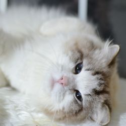 Rags&Fluff - Julius - one of our kings