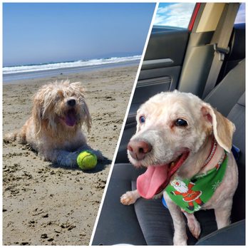 Sirias Pet Spa - Lucas before and Lucas after - Pet Groomers Near Me Sirias Pet Spa - Lucas before and Lucas after - Pet Groomers Near Me
