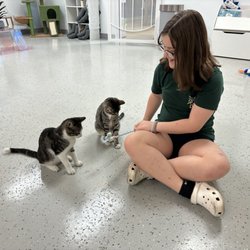 Save the Meow Meows Cat Lounge - Offer toys or treats when you pay to go inside.
