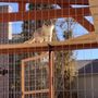 Photo of cat-man-do