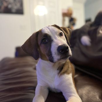 Sit Happens Peach State Pet Care - Pet Sitting Near Me Sit Happens Peach State Pet Care - Pet Sitting Near Me