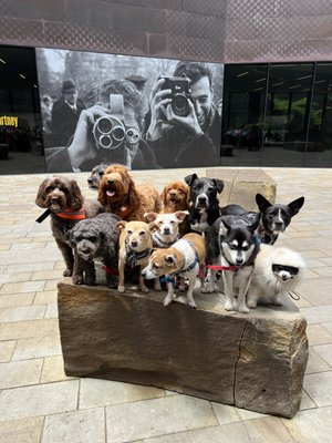 How Much Does Private Dog Training Cost: A Complete Guide