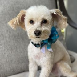 Barking Lot - Max new haircut