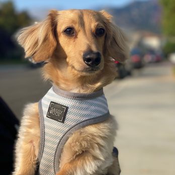 Shampooch Pet Styles - Before - smooth coat, long hair. - Pet Groomers Near Me - Temecula, California Shampooch Pet Styles - Before - smooth coat, long hair. - Pet Groomers Near Me - Temecula, California