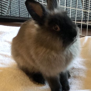 Bunbrella - Pet Sitting Near Me