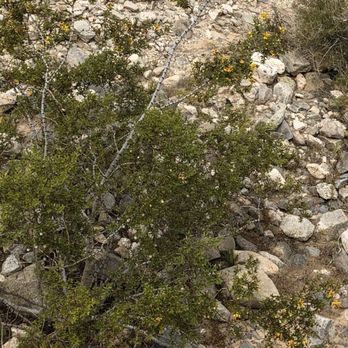 Tumco Historic Mine - Flowering bush because of recent rains - Landmarks & Historical Buildings Near Me - Winterhaven, California Tumco Historic Mine - Flowering bush because of recent rains - Landmarks & Historical Buildings Near Me - Winterhaven, California