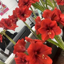 Miami School of Flower Design
