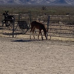 Stagecoach Trails Guest Ranch - Horse