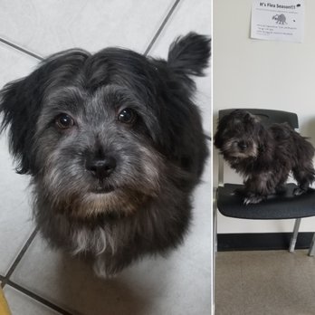 Modern Pooch - You can see his beautiful face now! - Pet Groomers Near Me - South El Monte, California Modern Pooch - You can see his beautiful face now! - Pet Groomers Near Me - South El Monte, California
