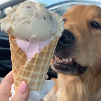 Gio's Italian Ice - a dog eating an ice cream cone - Desserts Near Me - Viera, Florida