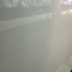 Pearl Chrysler Jeep Dodge - Sticker residue but supposedly it was ceramic coated!