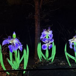 ZooLights