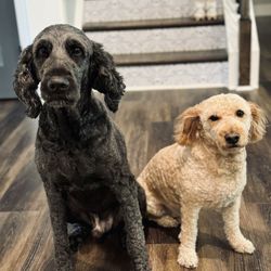 Rocky & Cooper