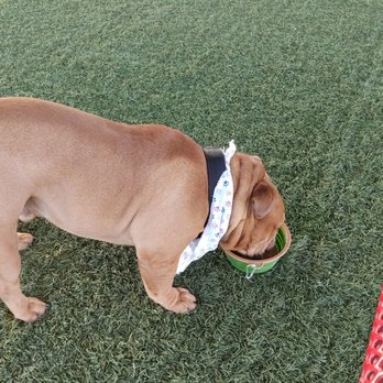 Chevron - Ehrenberg Dog Park - Dog Parks Near Me - Ehrenberg, Arizona