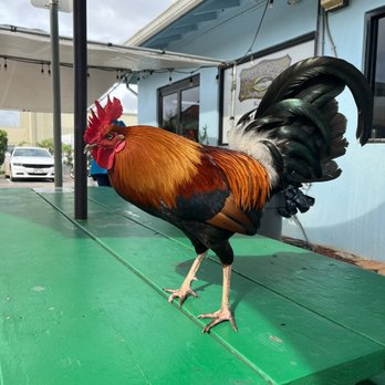 Mark's Place - Security or thief? Depends if you leave your food unattended. - Hawaiian Near Me - Lihue, Hawaii Mark's Place - Security or thief? Depends if you leave your food unattended. - Hawaiian Near Me - Lihue, Hawaii