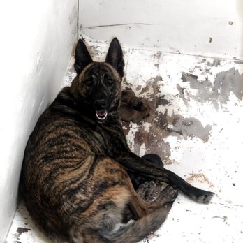 Von Falconer K-9 Training - Mia's first litter! She's such a great pup mom. - Pet Training Near Me - Santa Cruz, California Von Falconer K-9 Training - Mia's first litter! She's such a great pup mom. - Pet Training Near Me - Santa Cruz, California