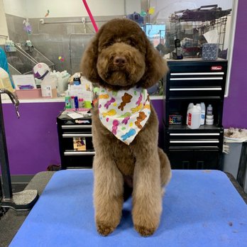 Sirius Pet Styling - APRIL LEFT MY BABY SO BEAUTIFUL. - Pet Groomers Near Me - Las Vegas, Nevada Sirius Pet Styling - APRIL LEFT MY BABY SO BEAUTIFUL. - Pet Groomers Near Me - Las Vegas, Nevada