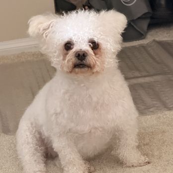 Doggie Dos - Before - Pet Groomers Near Me - La Mesa, California
