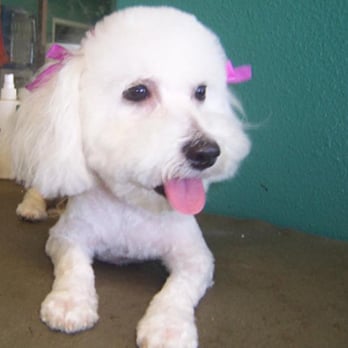 Barks N Bubbles Grooming - Pet Groomers Near Me - El Paso, Texas