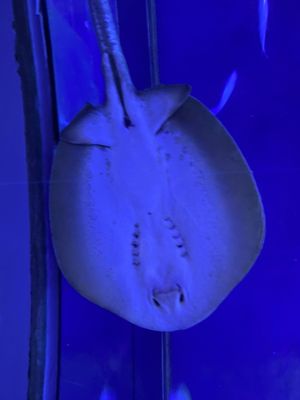 Osaka Aquarium Kaiyukan by null