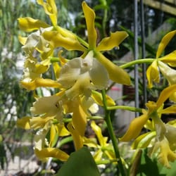 St. Pete Orchid Farm