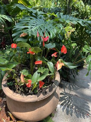 Vallarta Botanical Gardens AC by null