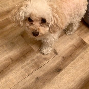 Ally's Dog Spa - Tito - Pet Groomers Near Me - Troutdale, Oregon Ally's Dog Spa - Tito - Pet Groomers Near Me - Troutdale, Oregon