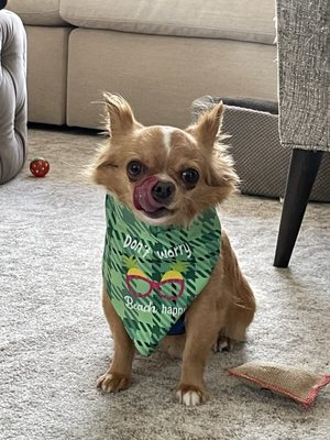 Woof Gang Bakery & Grooming